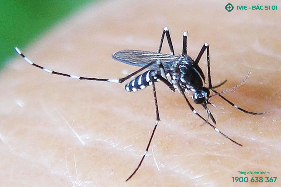Muỗi vằn là vật trung gian lây truyền bệnh sốt xuất huyết