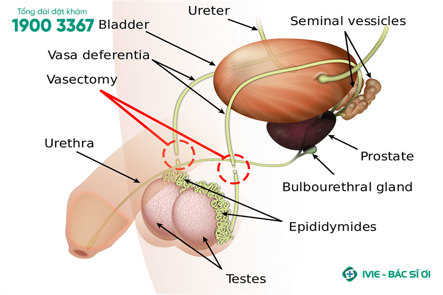 Cấu tạo cơ quan sinh dục nam