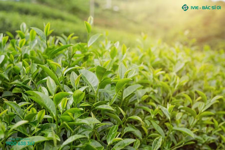 Lá trà xanh có chất chống viêm và oxy hoá, hỗ trợ điều trị mụn thịt ở cổ