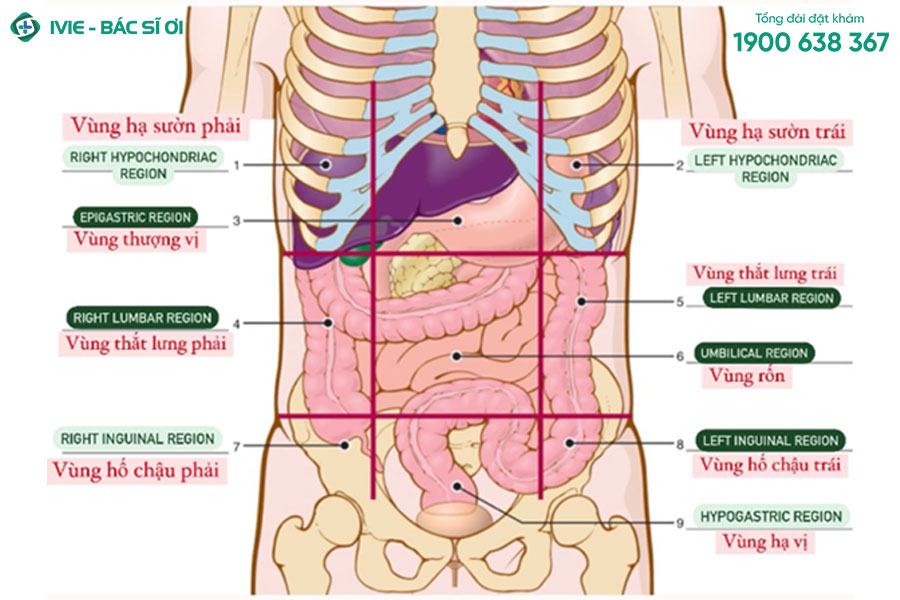Mô tả phân khu ổ bụng cơ thể
