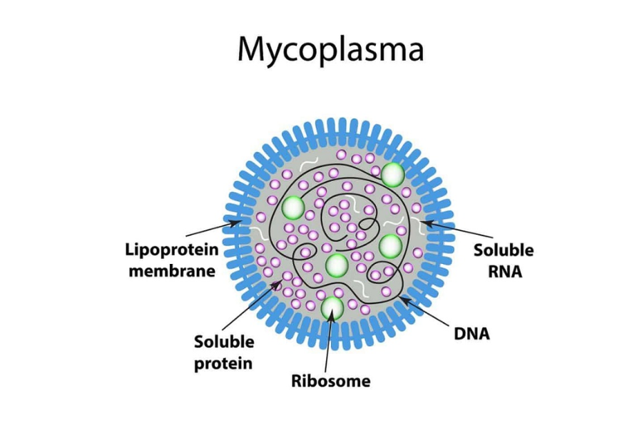 Vi khuẩn Mycoplasma có nhiều đường lây bệnh khác nhau