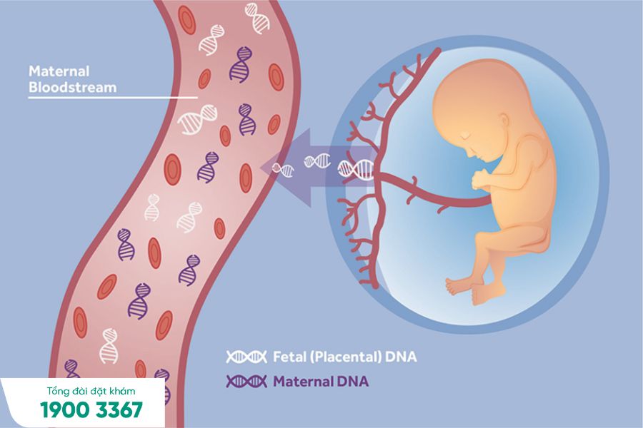 Xét nghiệm NIPT tách DNA của nhau thai bé từ máu của mẹ