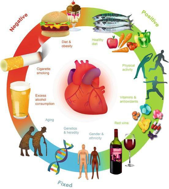      Một số yếu tố “negative” gây bất lợi đối với tim mạch.